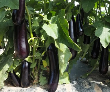 Баклажан Казимир