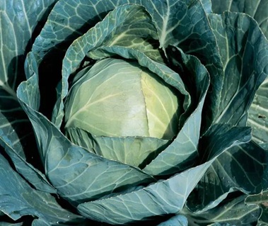 Капуста белокочанная Сир