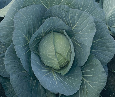 Капуста белокочанная Чирс