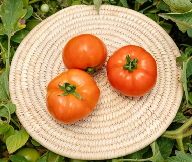 Помидор ББ СТМ 1032