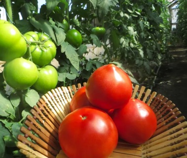 Помидор Чимган