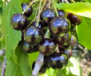 Черешня сорта Ир Дерялар